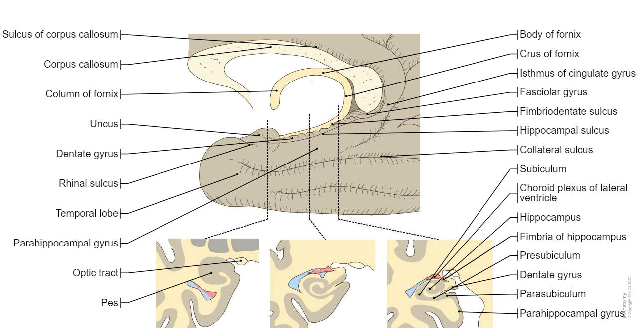 Uncus Anatomical diagrams of the brain | e-Anatomy