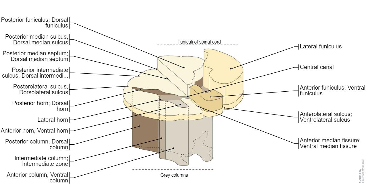 Funiculus 척수: 정상 해부학 | e-Anatomy