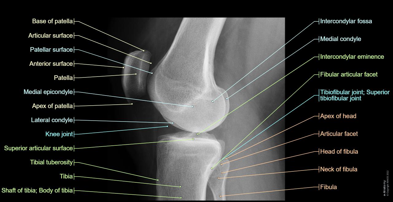 Anatomy Of Knee And Lower Leg Knee Physiopedia