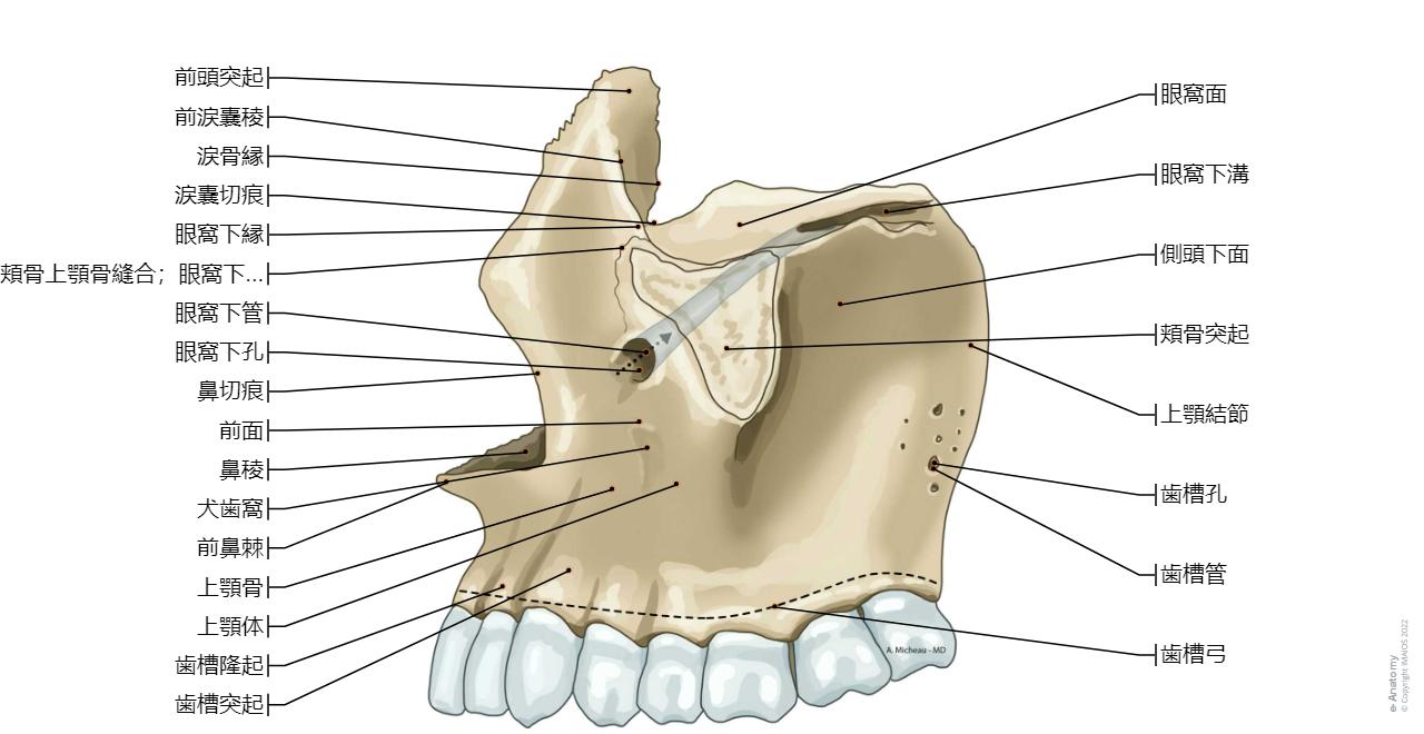 頭蓋 図 : 正常解剖学 | e-Anatomy