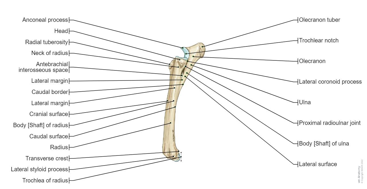 Horse osteology: normal anatomy | vet-Anatomy
