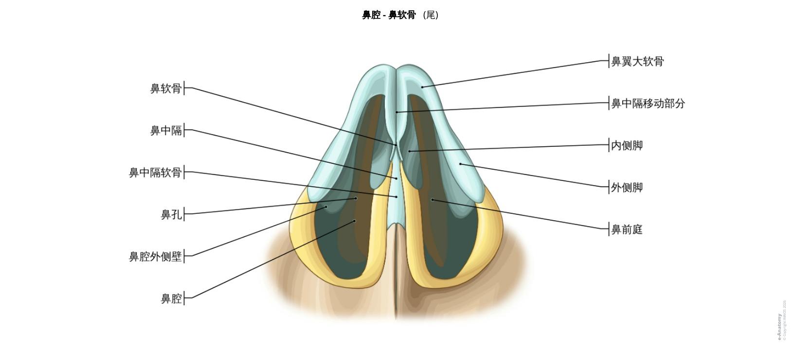 鼻和鼻旁窦附标记解剖插图| e-Anatomy