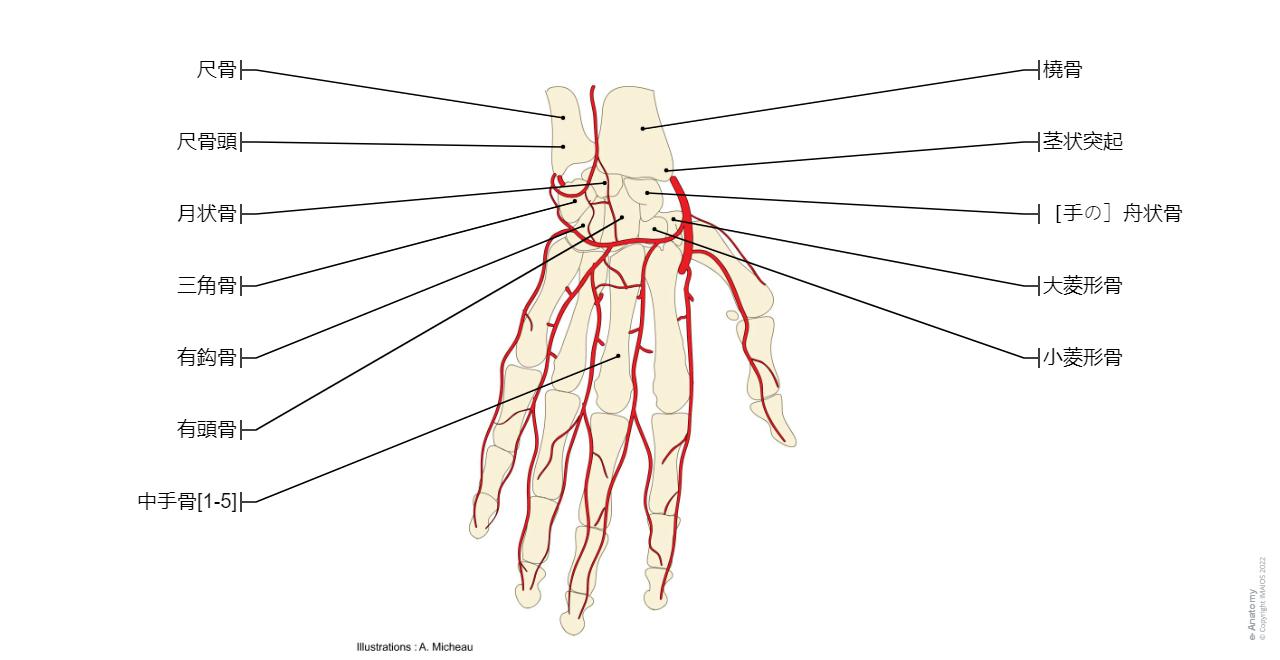 解剖学上肢 | e-Anatomy