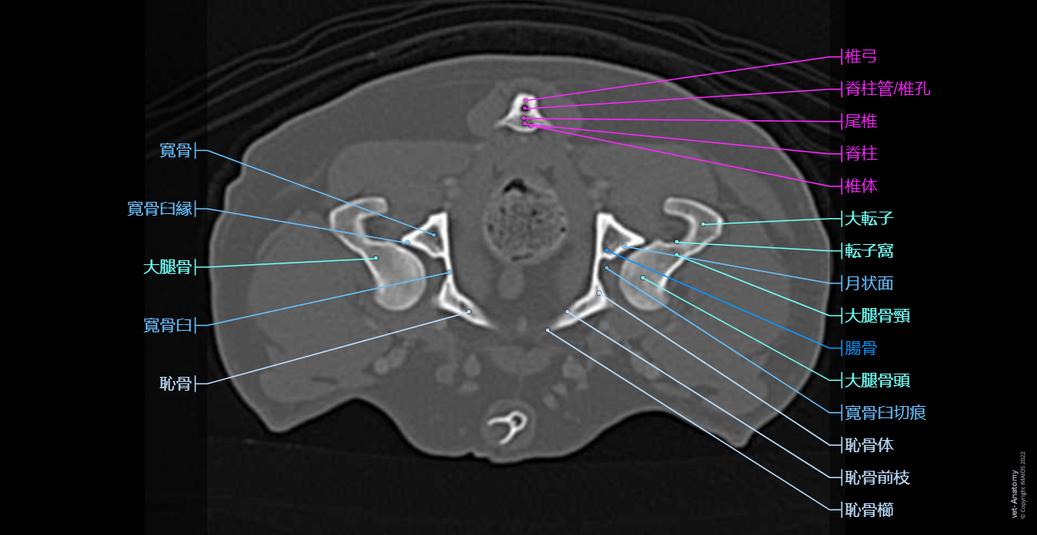 犬ー腹部ー骨盤(CT): 正常解剖学 | vet-Anatomy