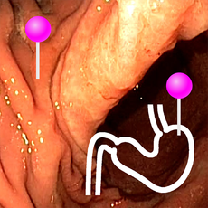 Normal Gastrogram Dog vet-Anatomy, the Anatomy of Imaging
