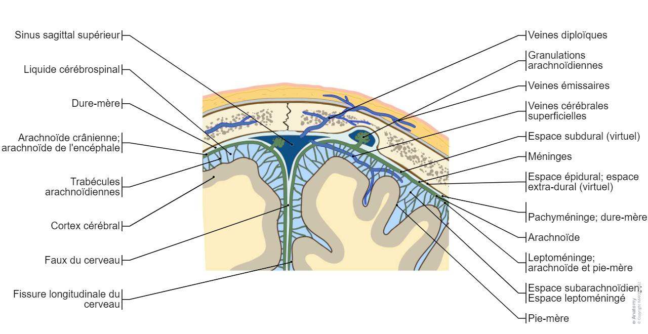 Cerveau Schémas : anatomie normale | e-Anatomy