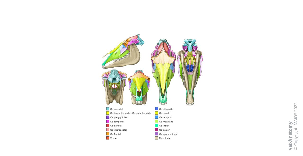 Cheval Os Cheval Ostéologie : anatomie normale | vet-Anatomy