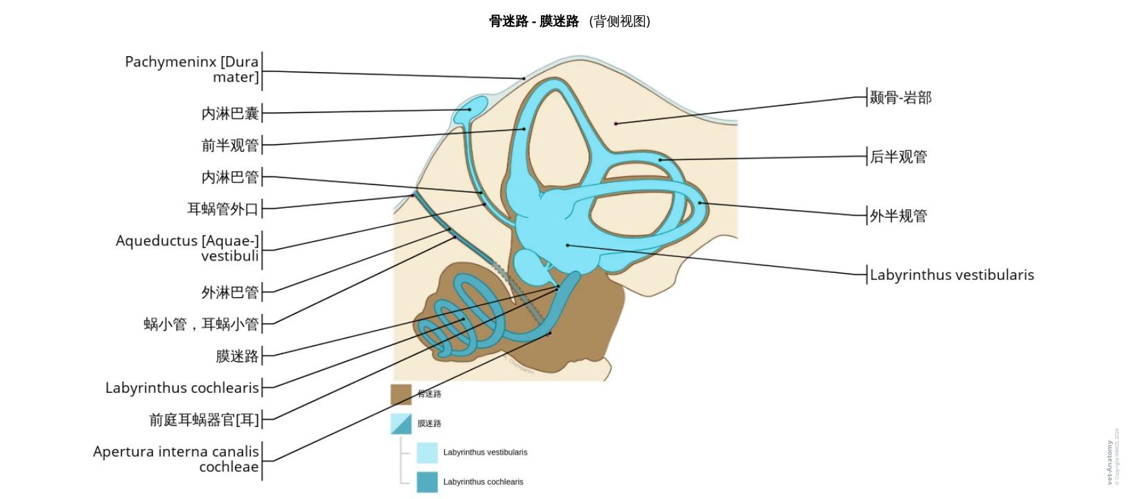 狗耳解剖图:57幅带有定义标注的插图 - vet-Anatomy