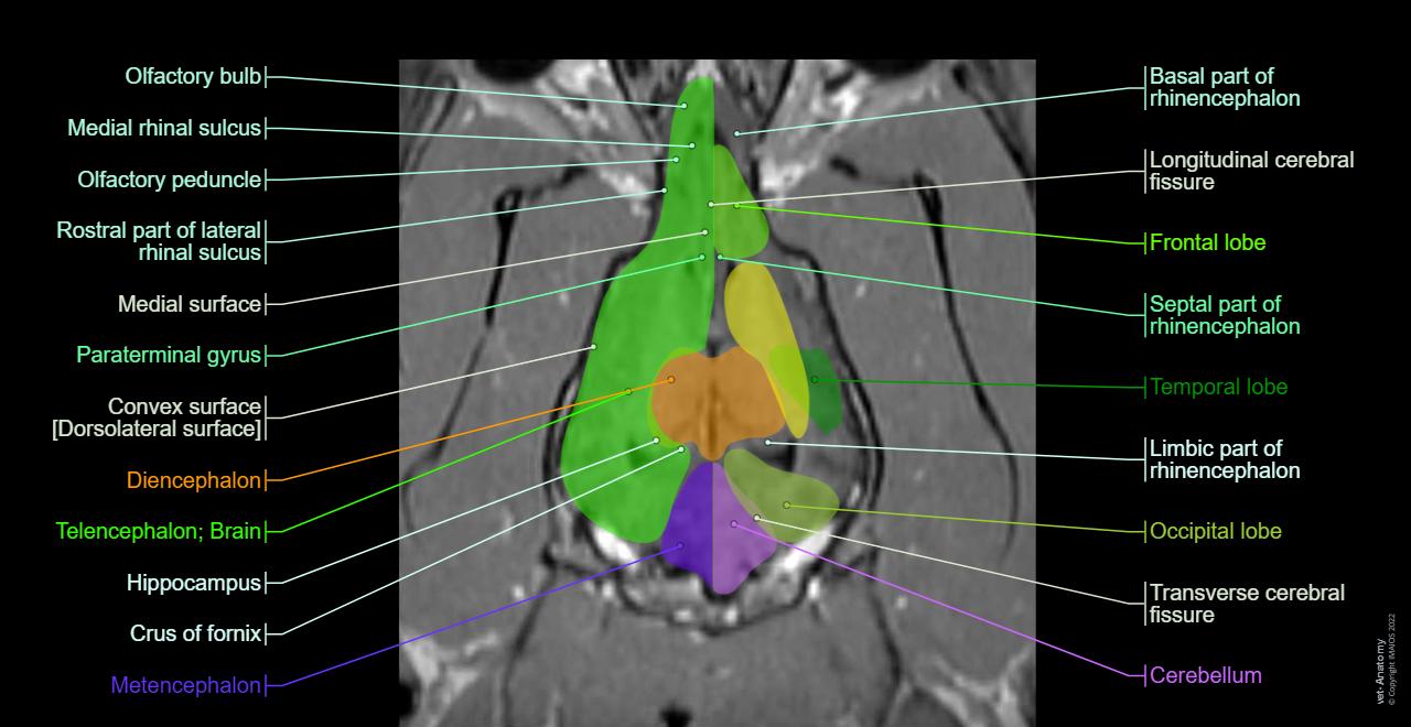 Canine Brain MRI Atlas Veterinary Radiology Normal Anatomy Vet Anatomy canine-brain-mri-atlas-veterinary-radiology-normal-anatomy-vet-anatomy
