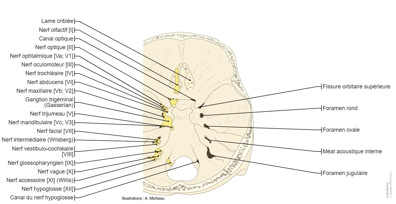 Nerfs Cr niens Sch mas Anatomie Normale E Anatomy nerfs-cr-niens-sch-mas-anatomie-normale-e-anatomy