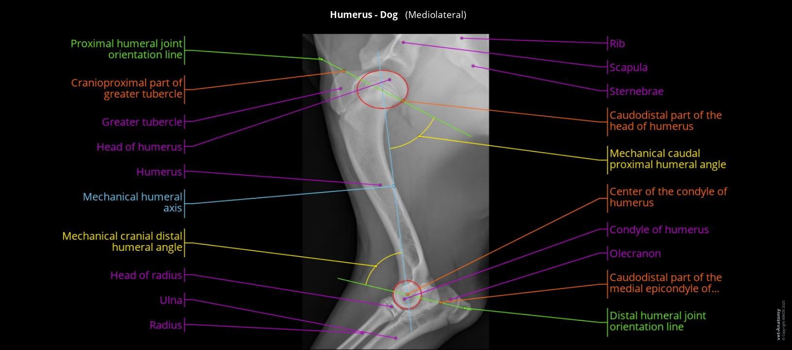Lesser Tubercle Dog Radiograph Axes and angles in canine orthopedics: Labeled radiographs and CT scans ...