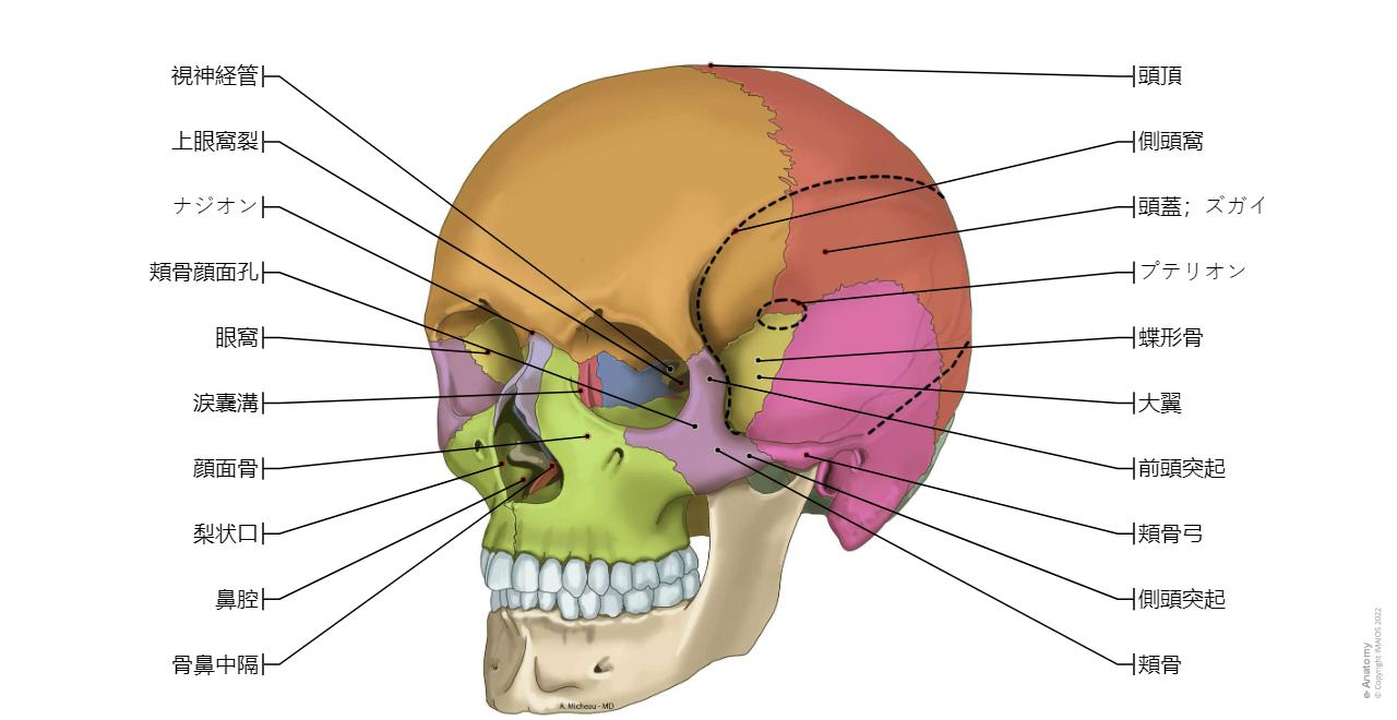 頭蓋 図 : 正常解剖学 | e-Anatomy