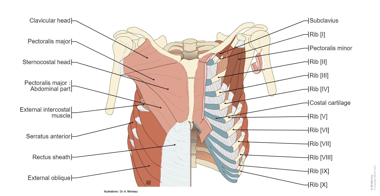 Sternale 가슴벽과 유방: 정상 해부학 | e-Anatomy