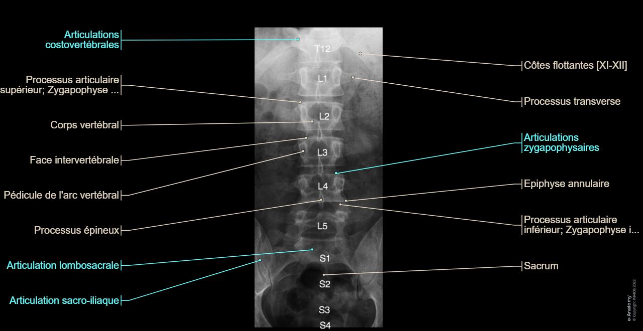 Rachis Radios Standards Anatomie Normale E Anatomy rachis-radios-standards-anatomie-normale-e-anatomy