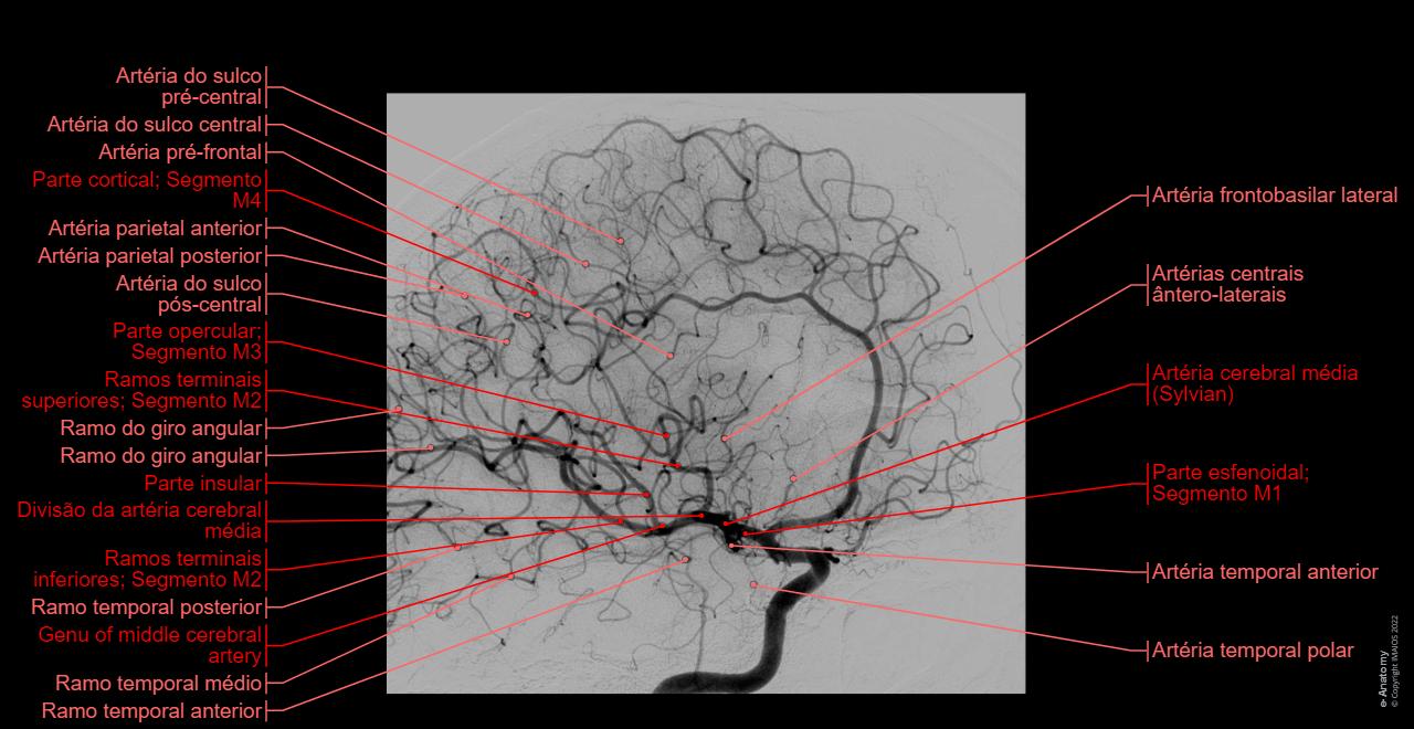 Pca Rx Anatomia Dos Ramos Da Arteria Carotida Interna VASCULARIZAÇÃO