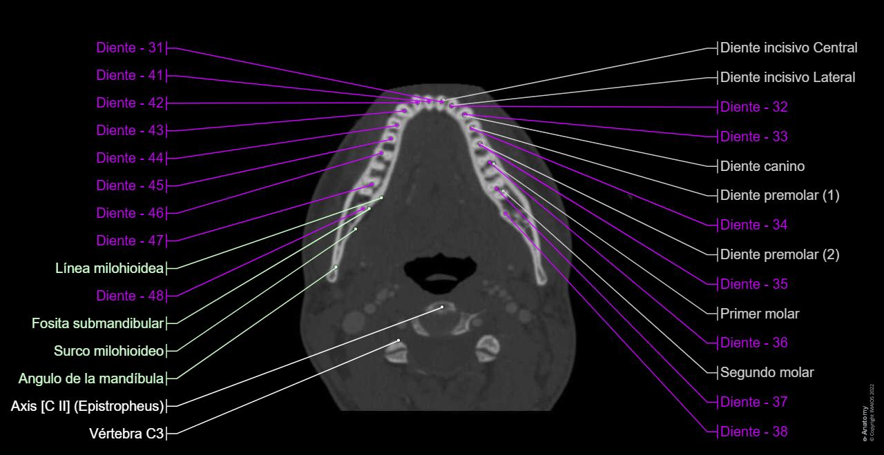Anatomía Del Cuello Por Tc 06. Vísceras Del Cuello | Enfermería
