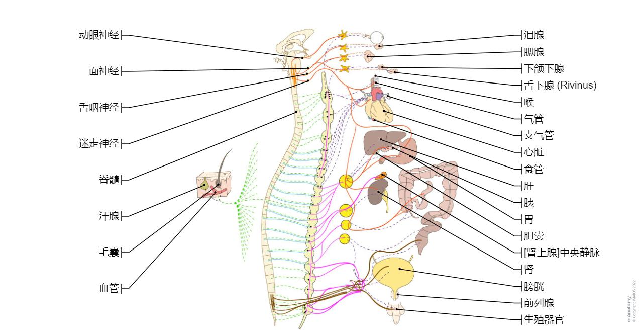 自主神经系统 图示 : 正常解剖 | e-Anatomy