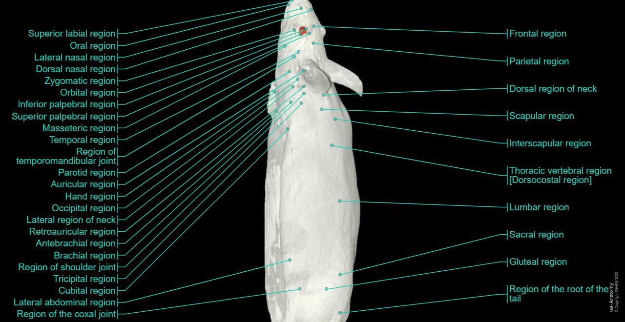 Anatomy of the laboratory mouse: normal anatomy | vet-Anatomy