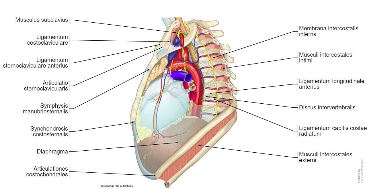 Mediastinum Illustrationen: normale anatomie | e-Anatomy