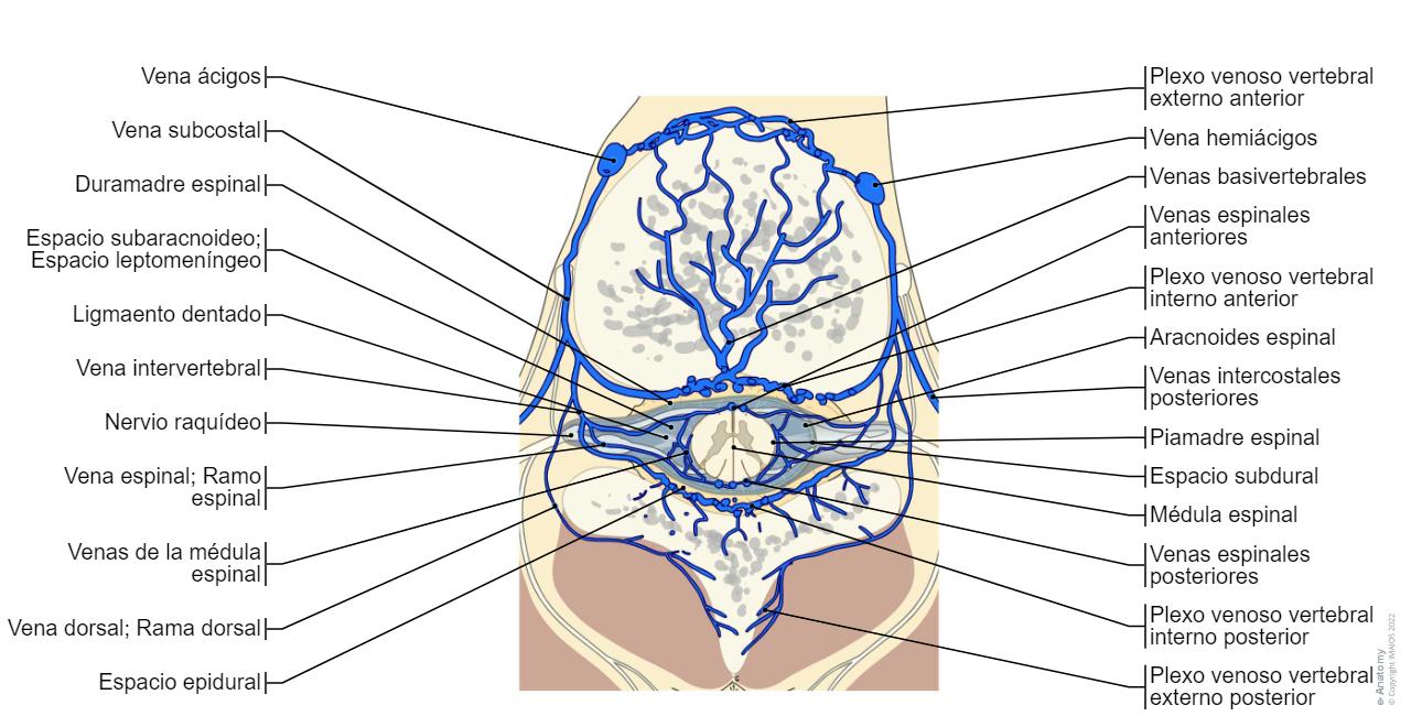 Metamera Anatomía De La Médula Espinal Humana Ilustración De Anatomía De La
