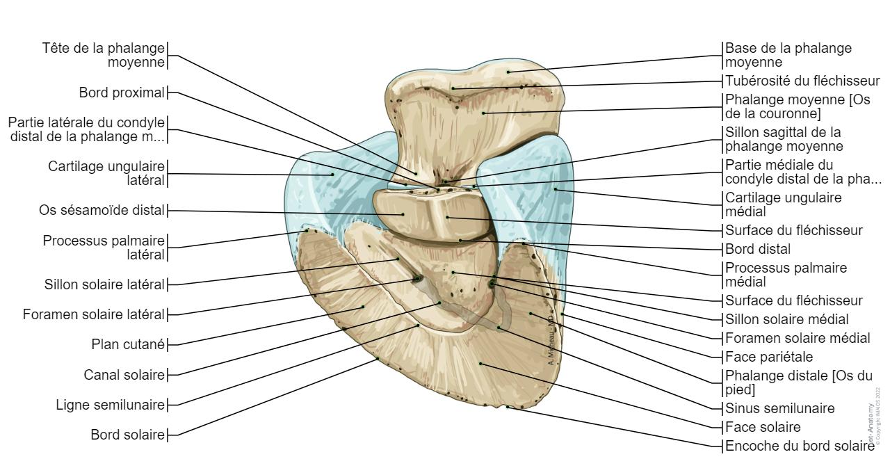 Cheval Os Cheval Ostéologie : anatomie normale | vet-Anatomy