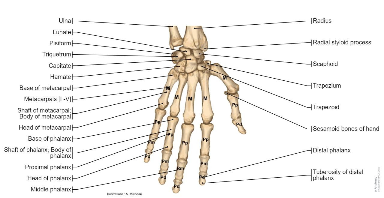 팔 해부학 삽화 | e-Anatomy