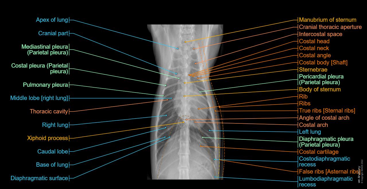 Thorax Rads 고양이 방사선사진: 정상 해부학 | vet-Anatomy