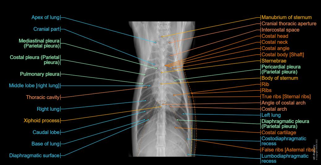 Cat Ribs Counted Radiograph Radiographs of the cat: normal anatomy | vet-Anatomy
