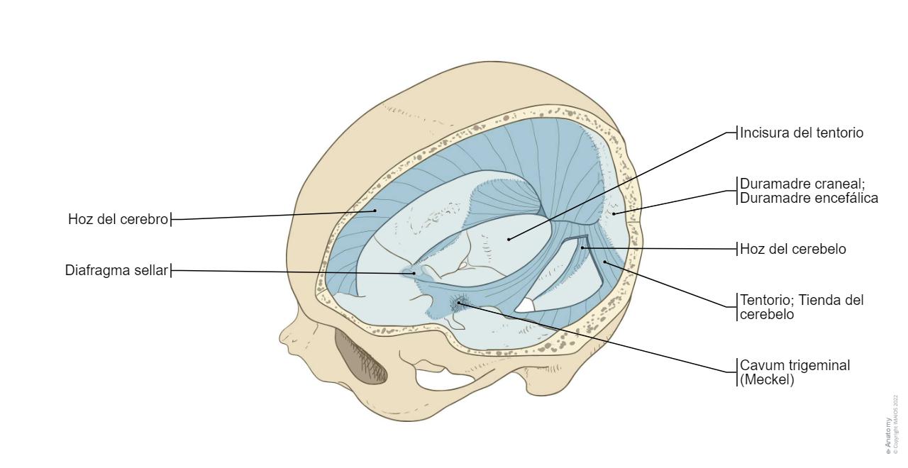 Cerebro Diagramas Anatom a Normal E Anatomy cerebro-diagramas-anatom-a-normal-e-anatomy
