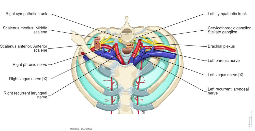 Mediastinum illustrations: normal anatomy | e-Anatomy
