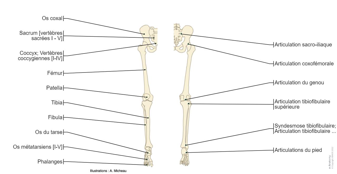 Anatomie Du Membre Inf rieur E Anatomy anatomie-du-membre-inf-rieur-e-anatomy