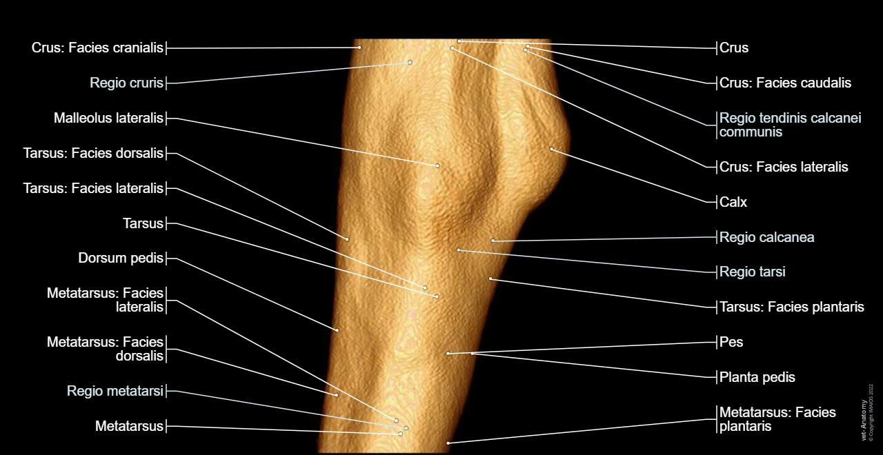 Anatomie Der Hundepfote Normale Anatomie Vet Anatomy anatomie-der-hundepfote-normale-anatomie-vet-anatomy