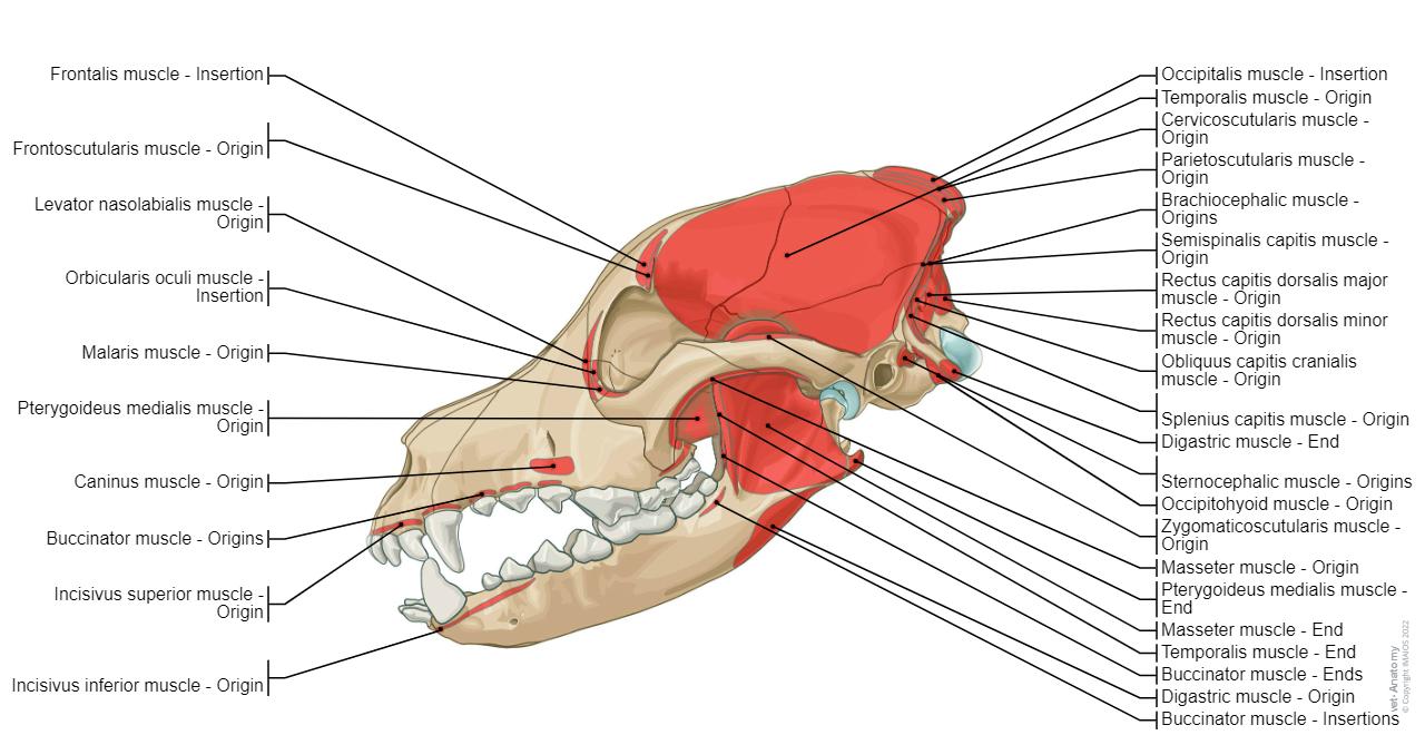 A Visual Guide To Dog Anatomy Muscle Organ Skeletal