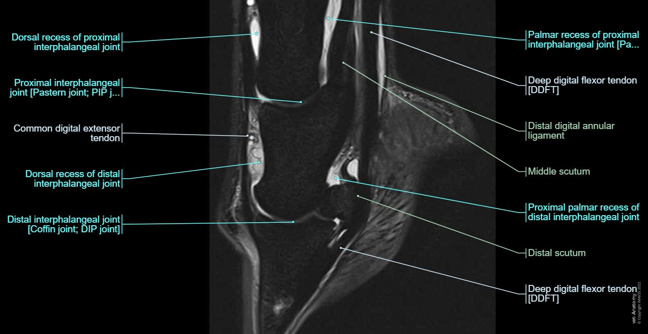 Foot and hoof anatomy of the horse on MRI: normal anatomy | vet-Anatomy