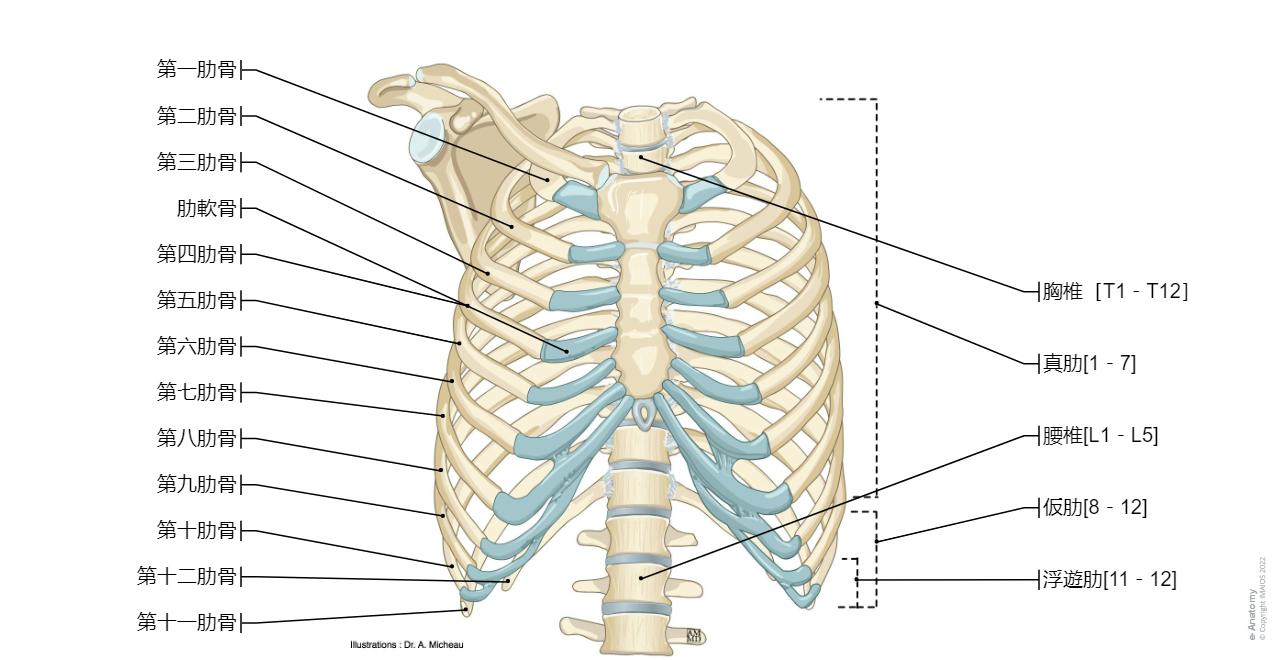 胸郭 - 乳房 : 正常解剖学 | e-Anatomy