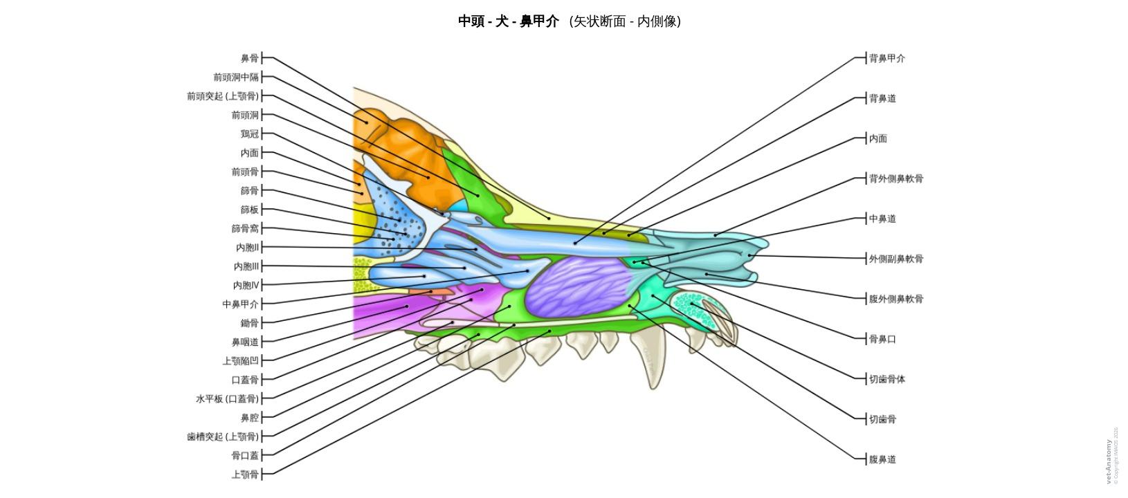 わんこ様】口腔解剖学 第1~5巻セット わんこ様】口腔解剖学 第1~5巻 わんこ様】口腔解剖学 第1~5巻セット わんこ様】口腔解剖学 第1~5巻