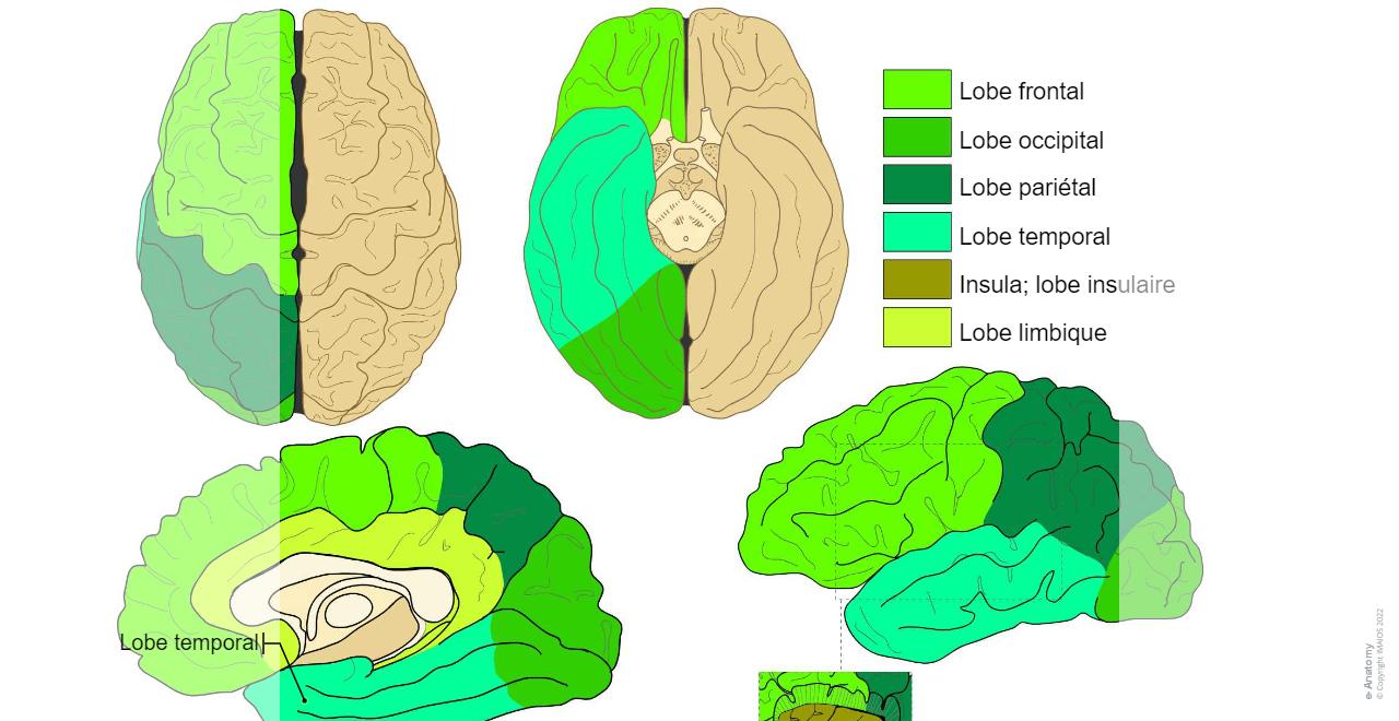 Cerveau Schémas : anatomie normale | e-Anatomy