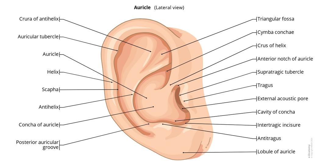 Талисман ушами: Секретный инструмент предков, о котором молчат историки