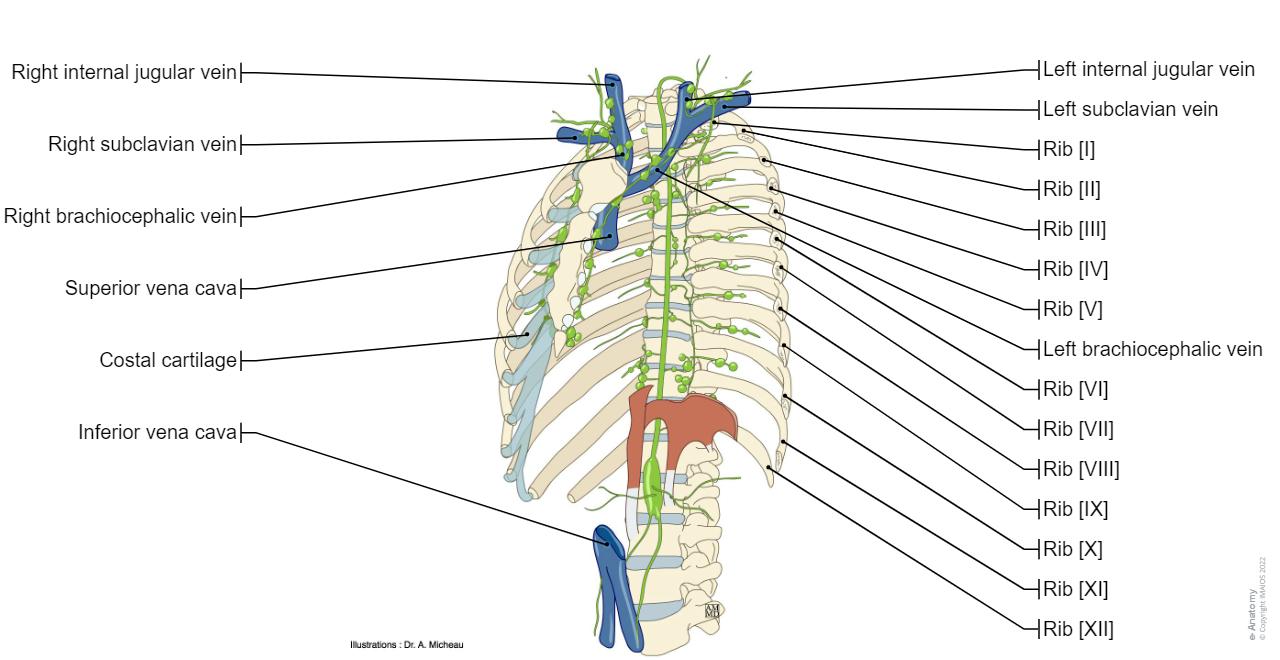 Thoracic wall and breast: normal anatomy | e-Anatomy
