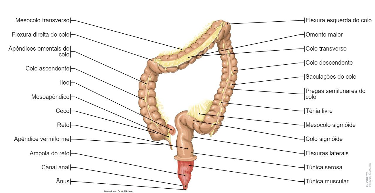 Intestino Normal Diagrama Do Intestino Grosso Intestino Grosso Com Patologia TGD 0329 G