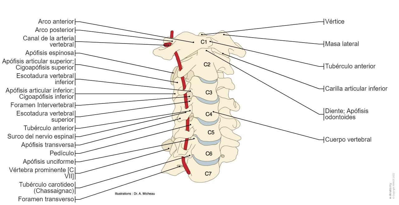 Columna Vertebral Diagramas Anatom a Normal E Anatomy columna-vertebral-diagramas-anatom-a-normal-e-anatomy