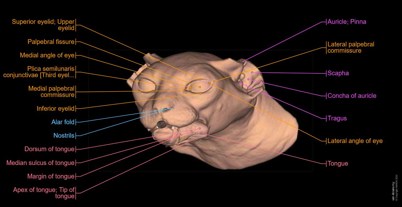 Head and neck anatomy of the cat on CT normal anatomy vet Anatomy Head and neck anatomy of the cat on CT normal anatomy vet Anatomy