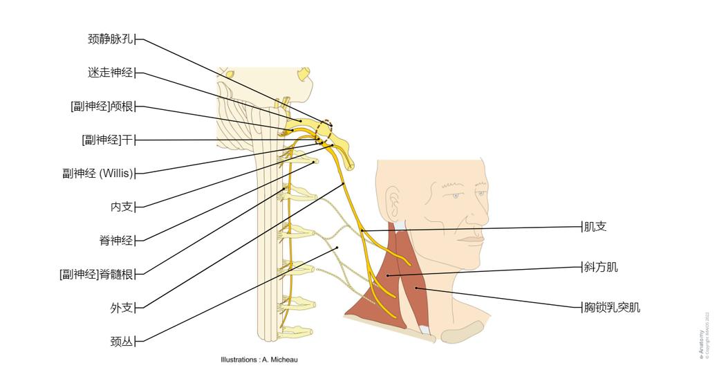 脑神经 图示 : 正常解剖 | e-Anatomy
