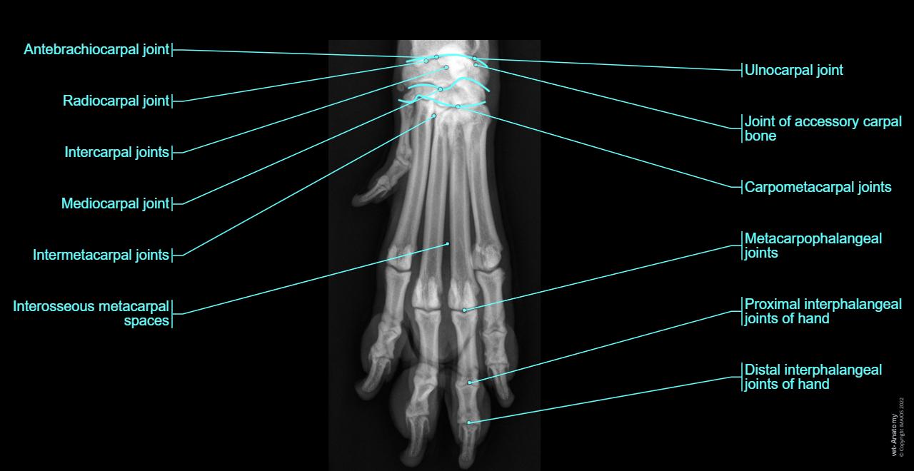Normal Paw Dog Paw Anatomy Phalanges