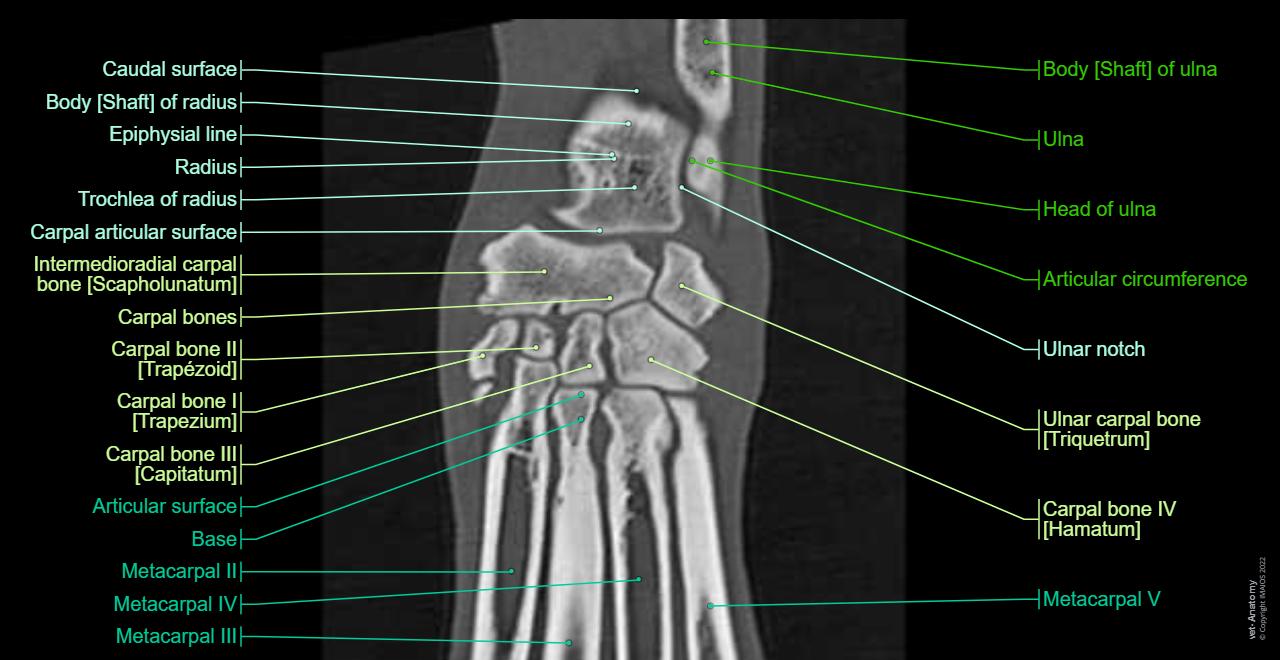 Vet Anatomy vet-anatomy
