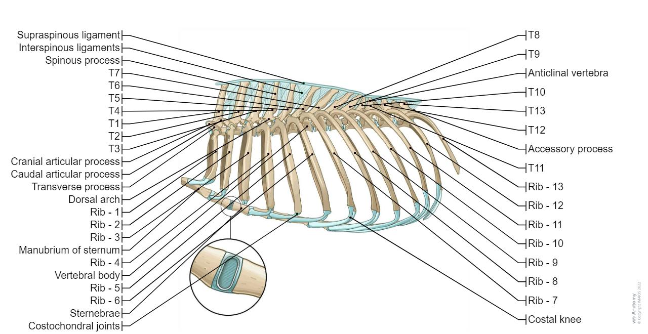 Canine arthrology (illustrations): normal anatomy | vet-Anatomy