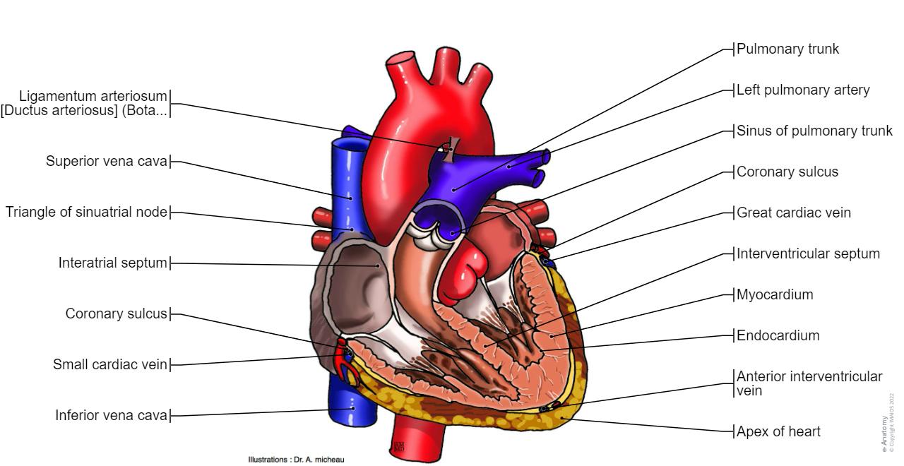 Modellino del cuore su base - 3 parti - ingrandimento 3x - Gima Modellino del cuore su base - 3 parti - ingrandimento 3x - Gima