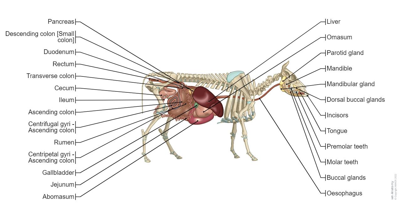 Bulls System Ribs Anatomy Of A Bull