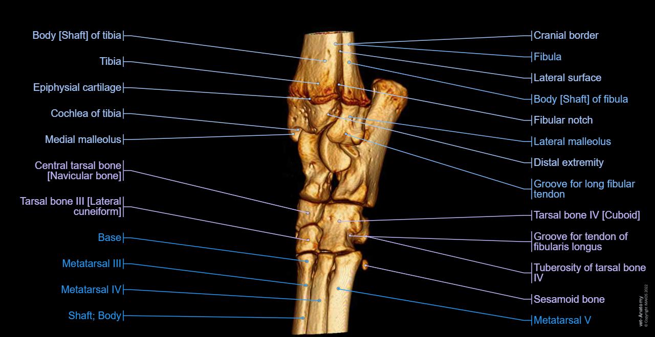 Tarsog Example Dog Foot Anatomy Textbook Of Veterinary Anatomy