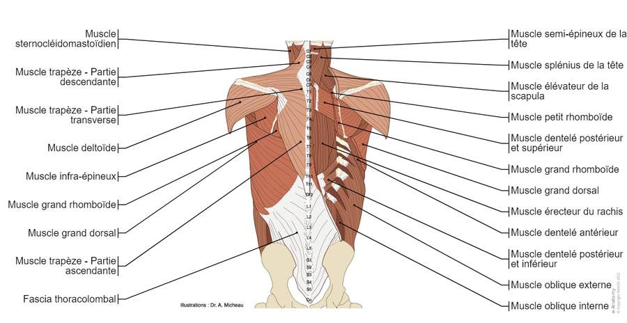 Schema Rachis Anatomie Des Muscles Lombaires Anatomie De La Colonne Vertébrale,